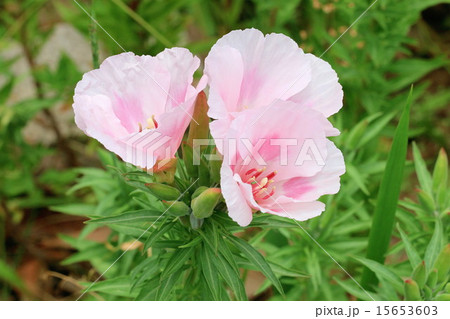 ピンクのゴデチアの花の写真素材