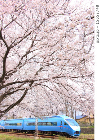 小田急ロマンスカーと桜の写真素材