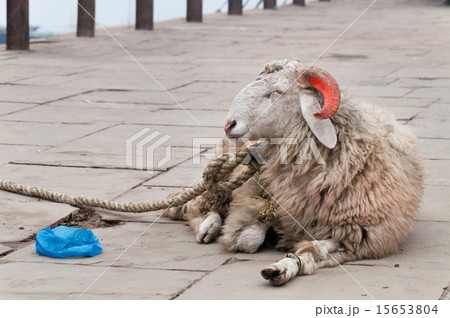 Goat with orange horns on ghat Goat with orange horns on ghat 15653804