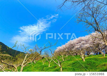 柿畑と桜並木 柿畑と桜並木 15653966