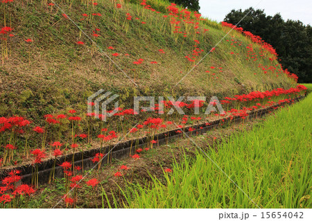 秋の福岡県八女市大淵の棚田と彼岸花の写真素材 秋の福岡県八女市大淵の棚田と彼岸花の写真素材