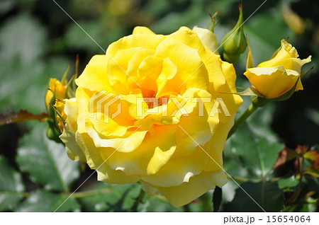 満開のゴールドバニー 15654064