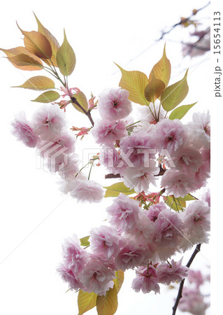 八重桜 15654113