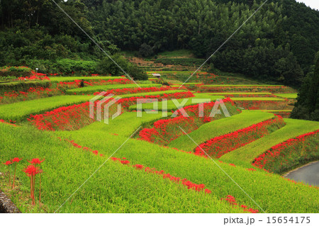 秋の福岡県八女市大淵の棚田と彼岸花 15654175