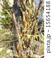 桜のつぼみ 15654188