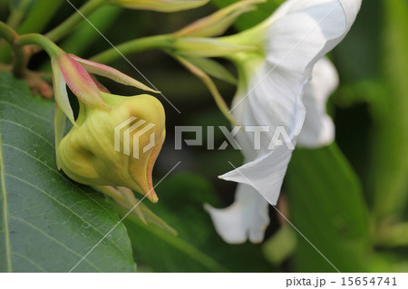 ボーモンティア・ムルティフロラの花の蕾 15654741