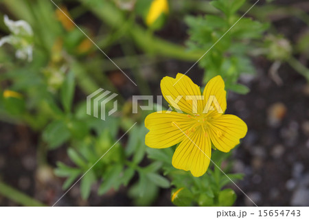 リムナンテス黄花 リムナンテス黄花 15654743
