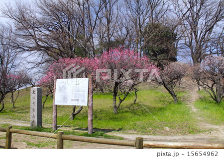 「史跡」小室山古墳と梅林/真田幸村ゆかりの地 15654962