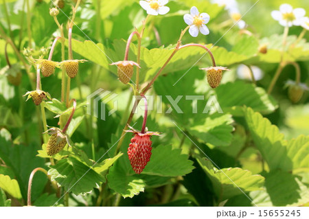 ワイルドストロベリーの花と実の写真素材