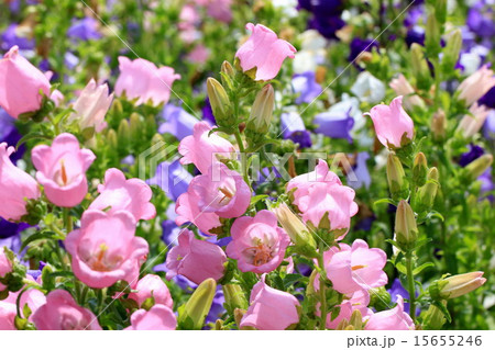 満開のカラフルなカンパニュラの花の写真素材