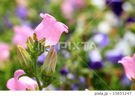 ピンクのカンパニュラの花とつぼみのアップの写真素材