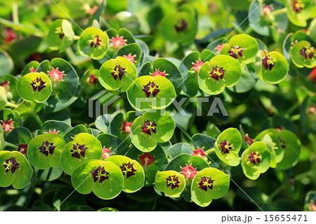 ユーフォルビア パープレアの花の写真素材