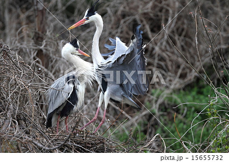 アオサギのペア 15655732
