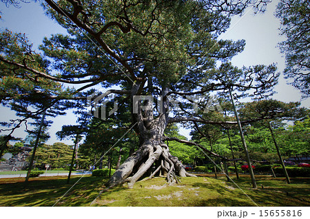 根上松 根上松 15655816
