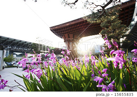 花と鼓門 15655835