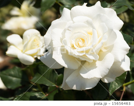 バラ 15656463