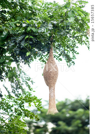 Ricebird nest hanging on tree, Thailand Ricebird nest hanging on tree, Thailand 15657385