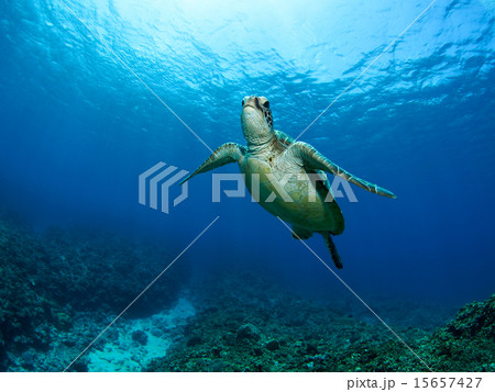ウミガメ 15657427
