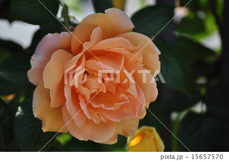 満開のロイヤルサンセット 15657570