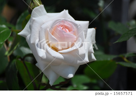 上をむくスワンレイク 15657571