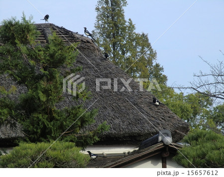 かささぎ かささぎ 15657612