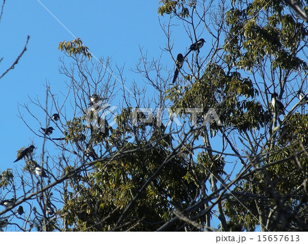 かささぎ 15657613