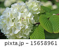 鎌倉の白いあじさい 15658961