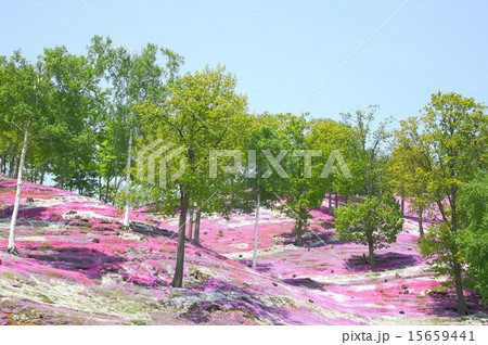芝桜 15659441