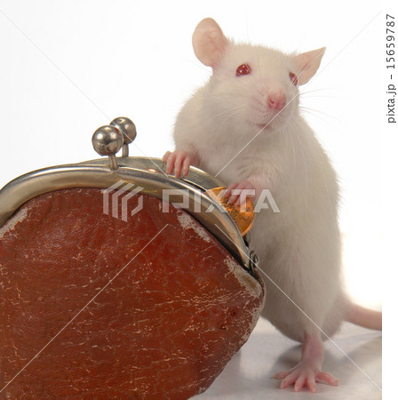 Rat 15659787