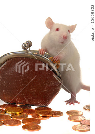 Rat 15659802