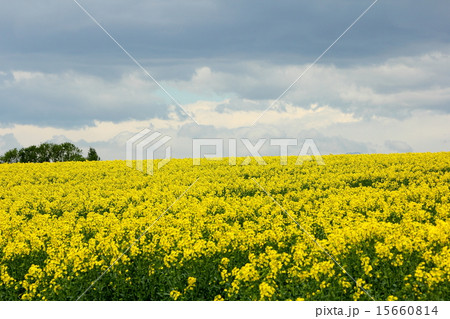 菜の花畑 菜の花畑 15660814