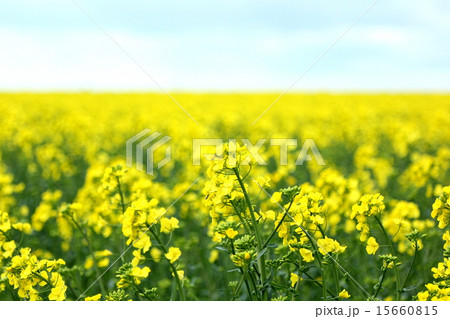 菜の花畑 15660815
