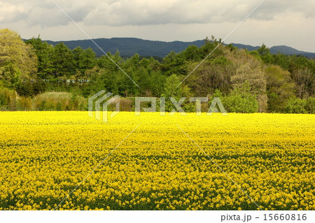 菜の花畑 菜の花畑 15660816
