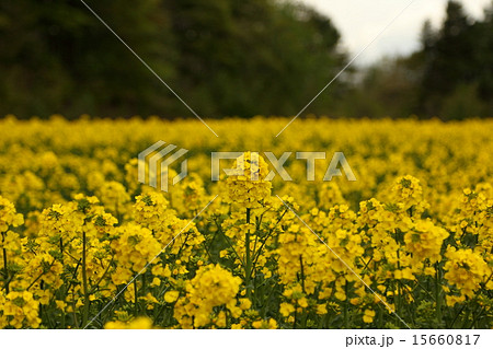 菜の花畑 菜の花畑 15660817