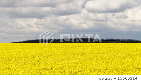Colza field Colza field 15660914