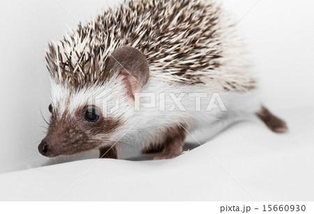 African white- bellied hedgehog African white- bellied hedgehog 15660930