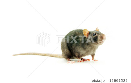 rat rat 15661525