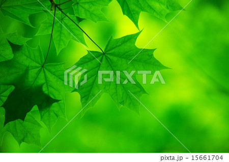 green leaves 15661704