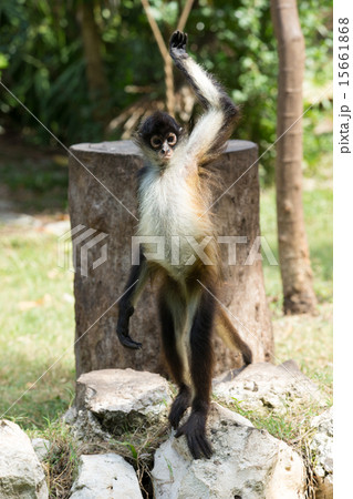 Spider monkey Spider monkey 15661868