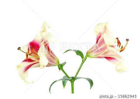 lily lily 15662943