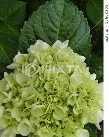 白いあじさいの花 白いあじさいの花 15663305