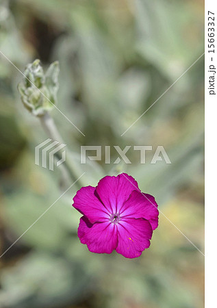 スイセンノウ（酔仙翁） 15663327