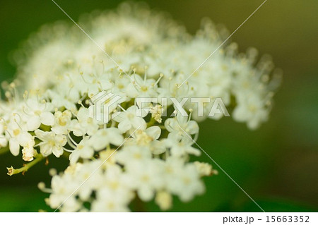 コバノガマズミの花 15663352