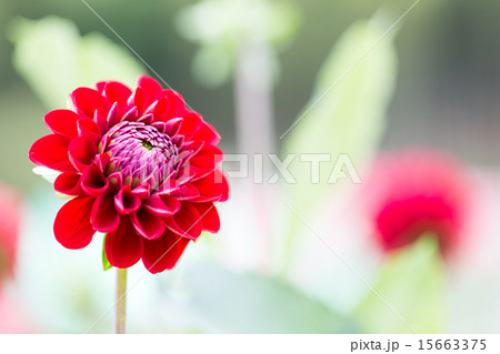 ダリア 品種 ポンポコリン の写真素材 ダリア 品種 ポンポコリン の写真素材