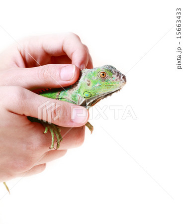 Green iguana 15663433