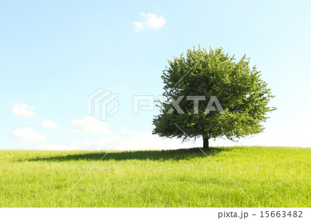 Tree on green field 15663482