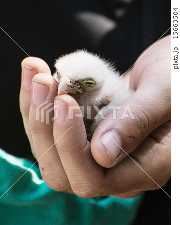 Saker falcon (Falco cherrug) chick 15663504
