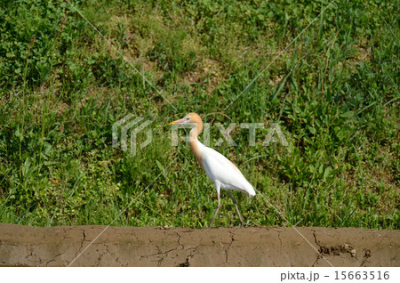 アマサギ 15663516