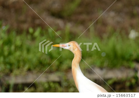 アマサギ 15663517