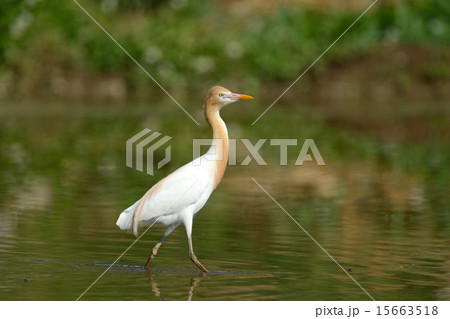 アマサギ 15663518